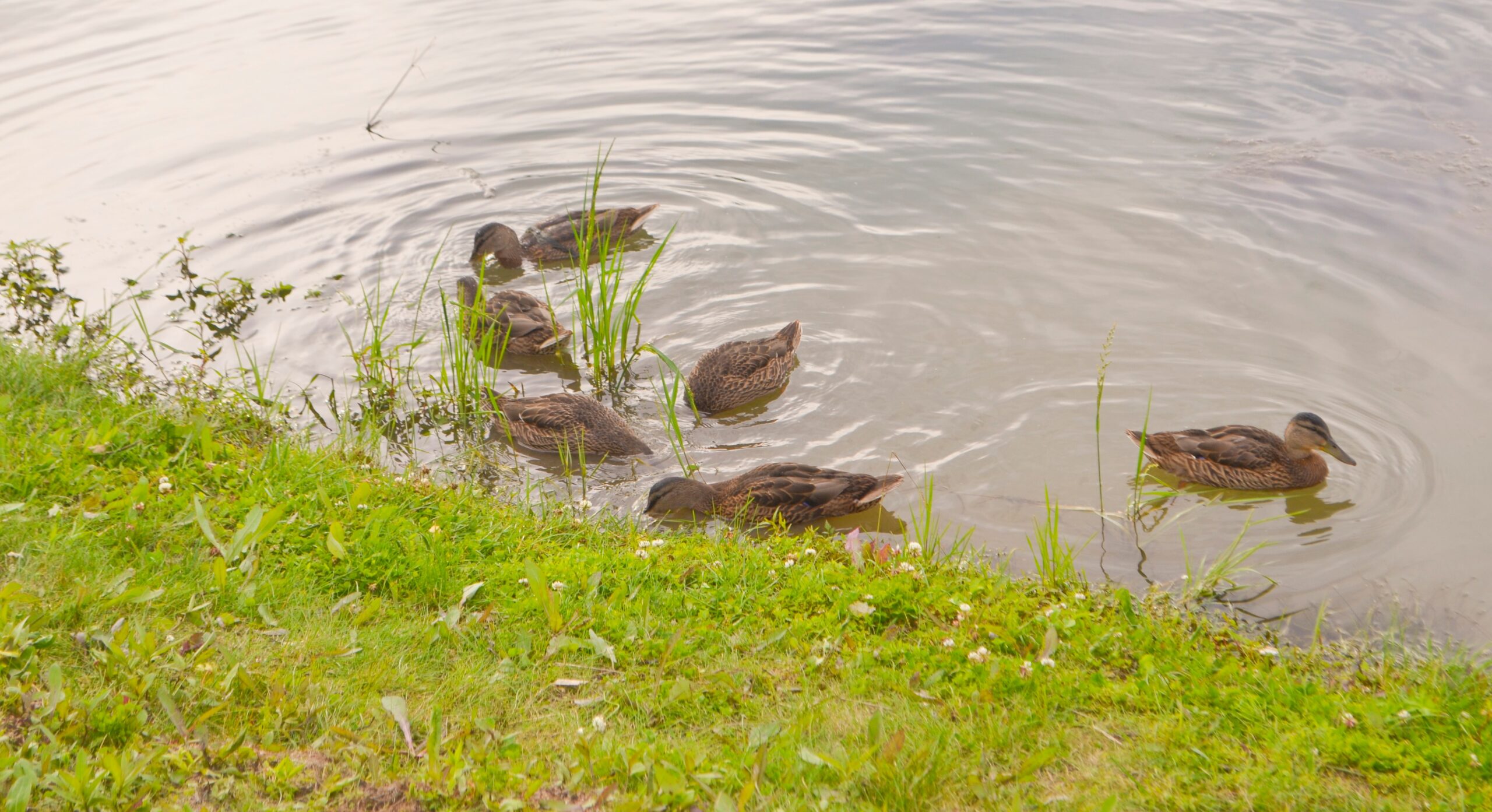Dode of zieke dieren in het water? Blijf uit de buurt